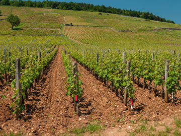 Séminaire à Vosne-Romanée