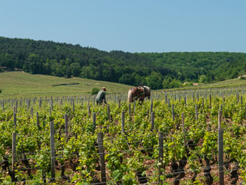 bourgogne-offre-vosneromanee3-jpg